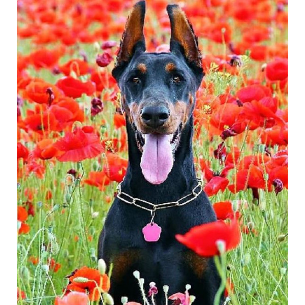 Diamond mosaic "Go to art" /177296/ "Doberman" 30*40cm on a stretcher (GM86851)