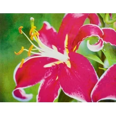 Алмазна мозаїка "JO" /GB72383/ "Орхідея" рулон, 30*40см