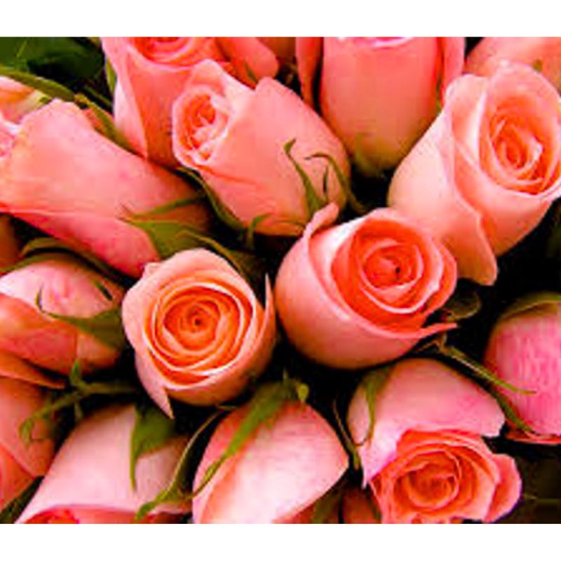 Diamond mosaic "JO" /GLD60406 - GB70068_O/ "Roses" roll, in PVC, 30*40cm