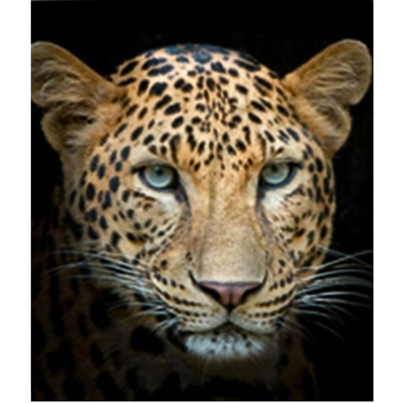 Diamond mosaic "Go to art" /177081/ "Leopard" 21*25 cm on 5D cardboard